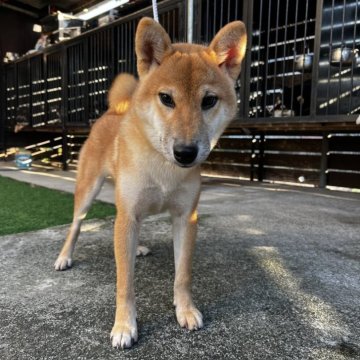 柴犬(標準サイズ)【滋賀県・男の子・2025年4月8日・赤】の写真「小さめの男の子」