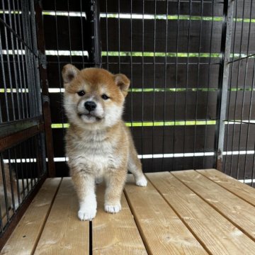 柴犬(標準サイズ)【滋賀県・男の子・2025年4月3日・赤】の写真「大人しい目の性格です。」