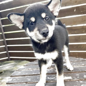 柴犬(標準サイズ)【滋賀県・女の子・2025年7月3日・黒】の写真「大人しくて人懐っこい子です」