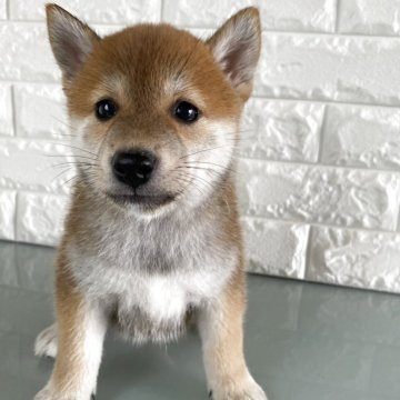 柴犬(標準サイズ)【滋賀県・女の子・2025年7月3日・赤】の写真「８人兄妹の末っ子ちゃん」