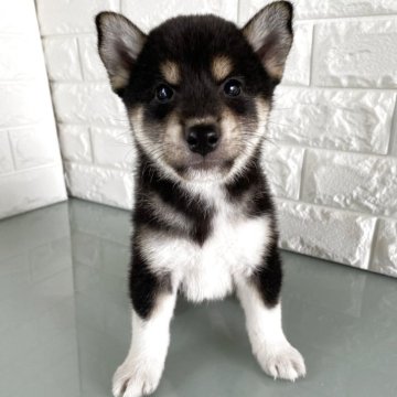 柴犬(標準サイズ)【滋賀県・男の子・2025年7月3日・黒】の写真「靴下BOY」