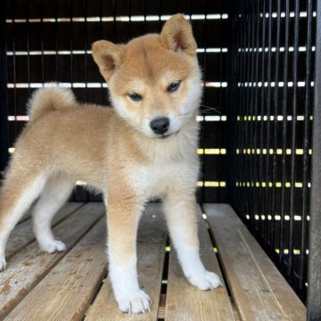 柴犬(標準サイズ)【滋賀県・男の子・2025年4月3日・赤】の写真「大人しく可愛いい顔してます。」