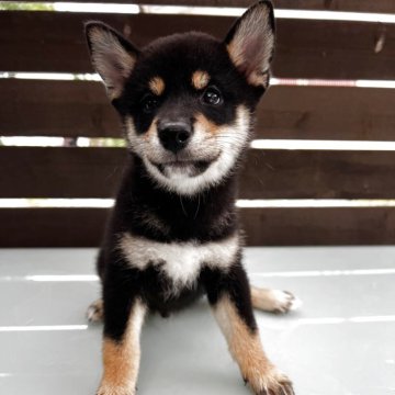 柴犬(標準サイズ)【滋賀県・男の子・2025年7月3日・黒】の写真「こんな可愛い子他にはいません。」