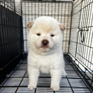 柴犬(標準サイズ)【滋賀県・男の子・2025年1月7日・白】の写真「見ての通り可愛いです。」