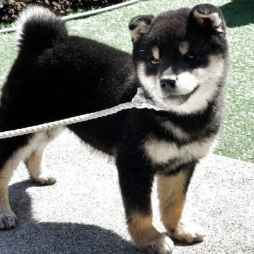 柴犬(標準サイズ)【滋賀県・女の子・2025年7月15日・黒】の写真「綺麗な配色してます。」