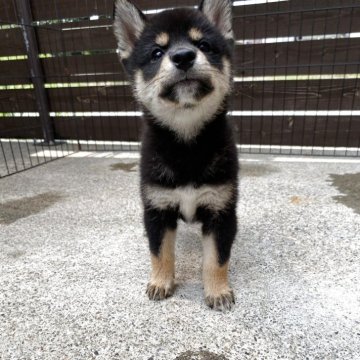 柴犬(標準サイズ)【滋賀県・男の子・2025年7月3日・黒】の写真「こんな可愛い子他にはいません。」
