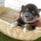 柴犬(標準サイズ)