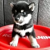 柴犬(標準サイズ)