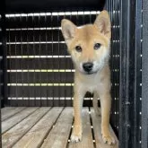柴犬(標準サイズ)