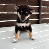 柴犬(標準サイズ)