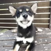 柴犬(標準サイズ)