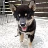 柴犬(標準サイズ)【滋賀県・男の子・2025年7月3日・黒】の写真3「イケメンです。」