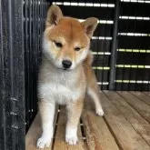 柴犬(標準サイズ)【滋賀県・男の子・2025年4月3日・赤】の写真4