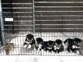 柴犬(標準サイズ)【滋賀県・男の子・2025年7月3日・黒】の写真6