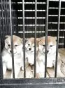 柴犬(標準サイズ)【滋賀県・男の子・2025年4月3日・赤】の写真6