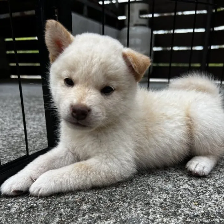 ID：2309-01591の子犬