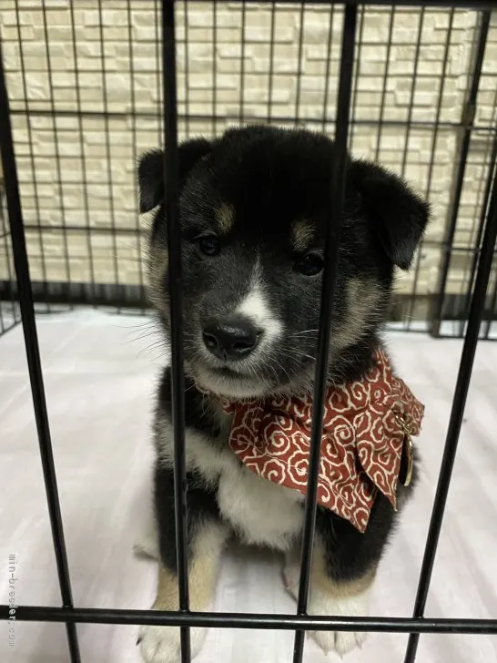 ID：2111-00498の子犬