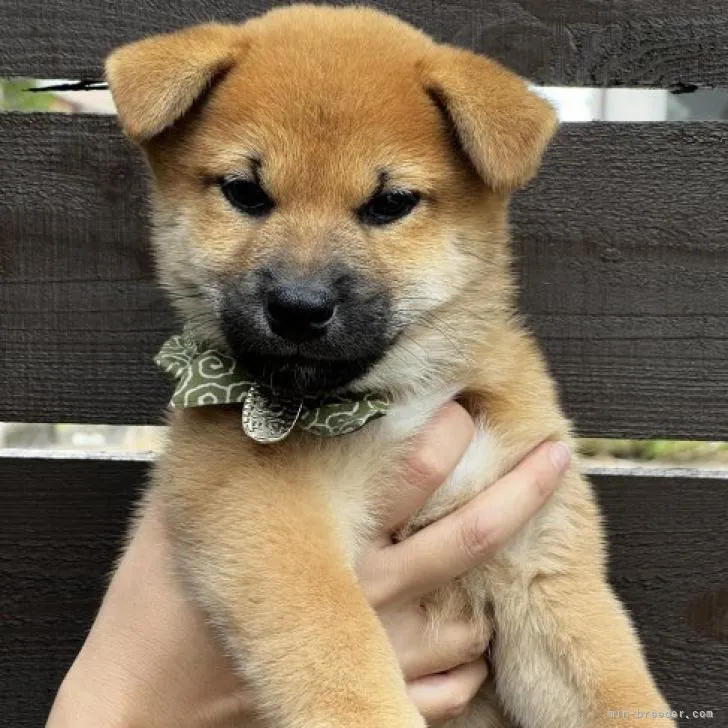 ID：2209-02200の子犬