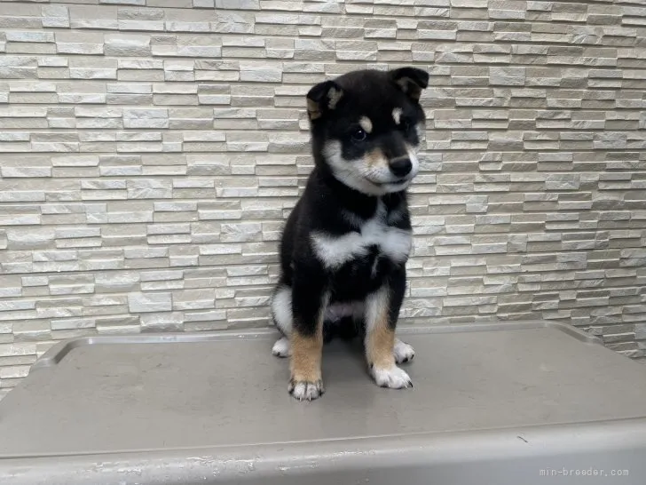 ID：2111-00499の子犬