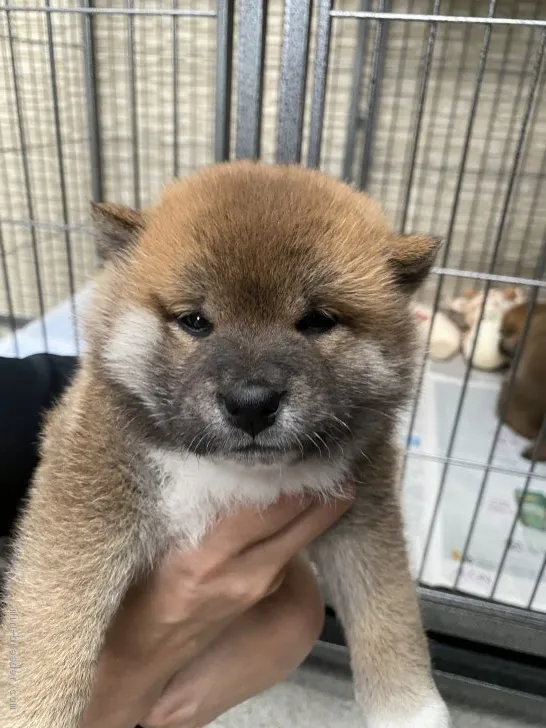 ID：2105-03079の子犬