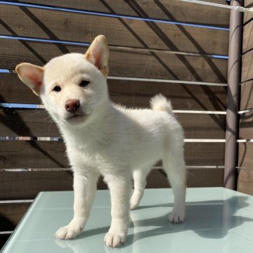 柴犬(標準サイズ)【滋賀県・男の子・2024年9月2日・白】の写真「少しびびりです🤣」