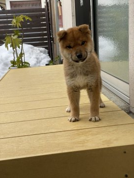 柴犬(標準サイズ)【滋賀県・男の子・2021年10月16日・赤】の写真「ワンランク上の小さめboy」