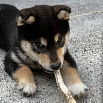 柴犬(標準サイズ)【滋賀県・女の子・2024年2月29日・黒】の写真「理想の配色です。」