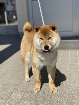 柴犬(標準サイズ)【滋賀県・男の子・2020年10月18日・赤】の写真「ワンランク上の赤柴をどうぞ。」