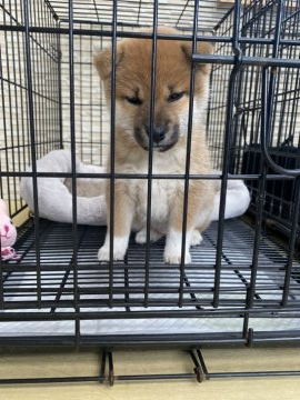 柴犬(豆柴)【滋賀県・女の子・2021年12月20日・赤】の写真「豆柴サイズになります。小さくて可愛いです。」