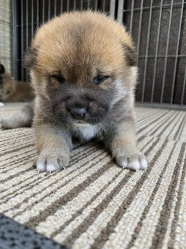 柴犬(標準サイズ)【滋賀県・男の子・2021年5月5日・赤】の写真「優良血統の男の子です。」