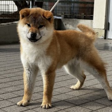 柴犬(豆柴)【滋賀県・女の子・2022年8月27日・赤】の写真「生後六ヶ月の豆柴になります！」