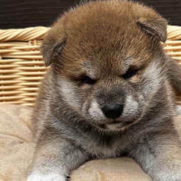 柴犬(豆柴)【滋賀県・男の子・2022年9月17日・濃い赤】の写真「とても小さな豆柴です。かなり小さいです。」