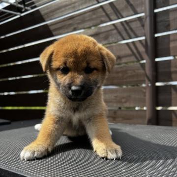 柴犬(標準サイズ)【滋賀県・女の子・2022年8月17日・赤】の写真「可愛い女の子です。将来有望！」