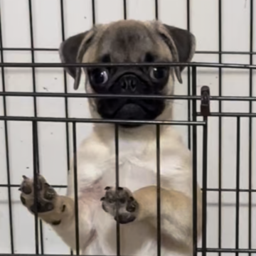 パグ【青森県・男の子・2025年6月21日・フォーン】の写真「ママ似の可愛い愛嬌あり人懐こい♡」