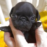 パグ