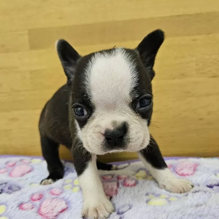 ID:2501-07870の子犬