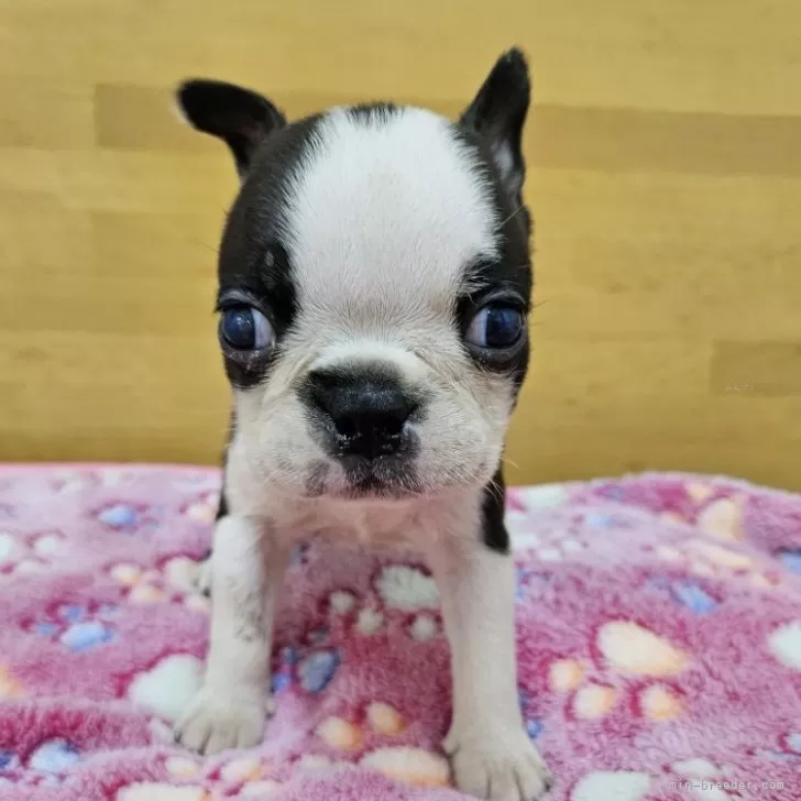 ID:2501-07876の子犬