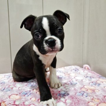 ボストンテリア【兵庫県・男の子・2025年10月7日・ボストンカラー】の写真「片長袖柄の男の子ベルト君(仮名)」