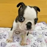 ボストンテリア