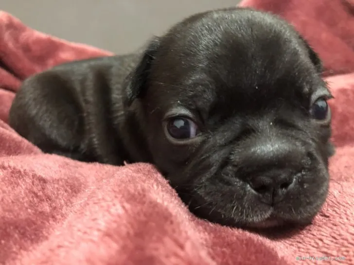 ID:2105-00647の子犬