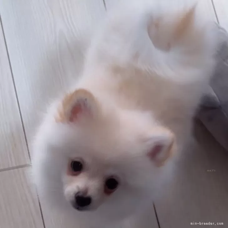 ID：2410-07219の子犬