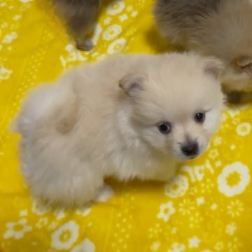 ポメラニアン【兵庫県・女の子・2025年10月19日・クリーム】の写真「Xmas 私と一緒に」