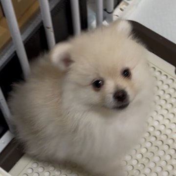 ポメラニアン【兵庫県・男の子・2025年3月28日・クリーム】の写真「モフモフの愛嬌バツグンの男の子　愛敬たっぷりです」