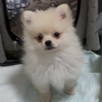 ポメラニアン【兵庫県・男の子・2024年11月28日・クリーム】の写真「気まぐれセール開催 2月24日迄」