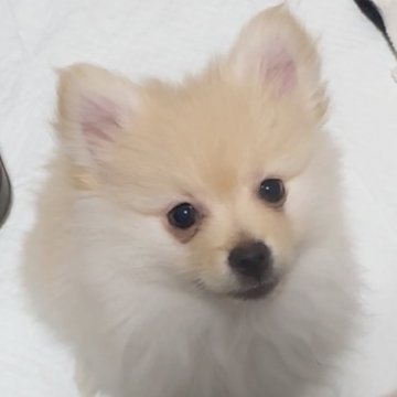 ポメラニアン【兵庫県・女の子・2025年3月28日・クリーム】の写真「とても元気な女の子　ぜひ家族の一員に…」