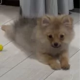 ポメラニアン