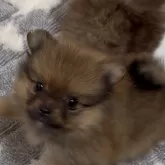 ポメラニアン