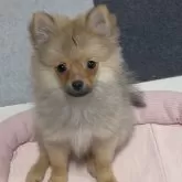 ポメラニアン
