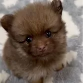 ポメラニアン