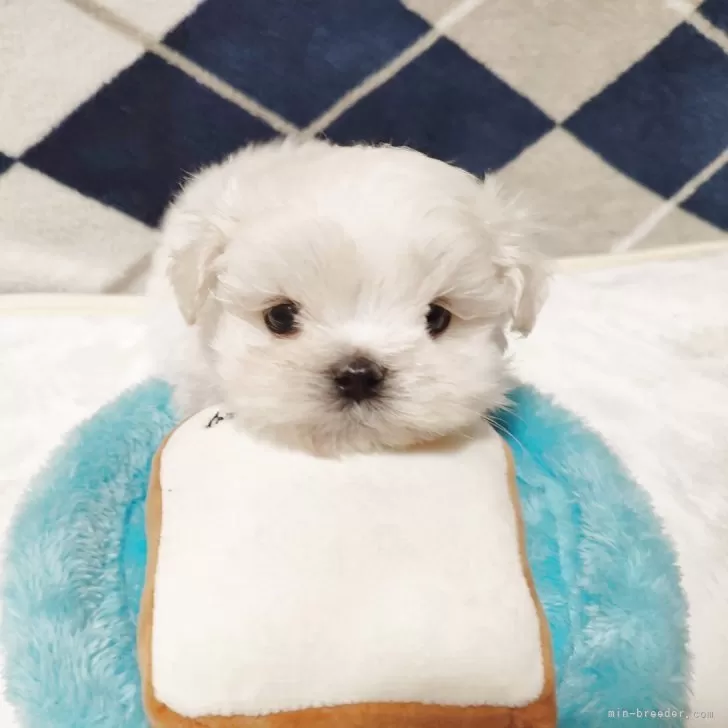 じゃど 様のお迎えした子犬